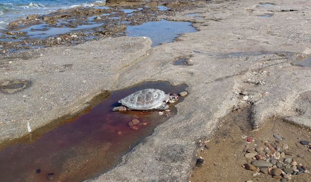Alanya'da 2 deniz kaplumbağası sahilde ölü bulundu