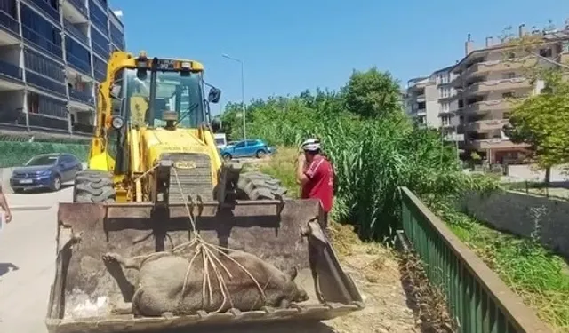 Derede ölü yabani hayvan bulundu