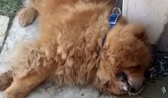 Alanya'da köpeğin eziyet sonucu öldüğü iddiasına ilişkin 1 gözaltı