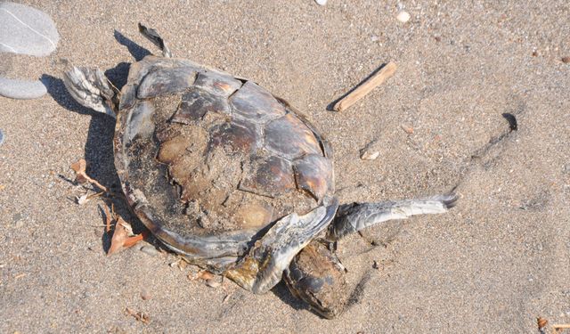 Gazipaşa sahilinde yeşil deniz kaplumbağası ölüsü bulundu