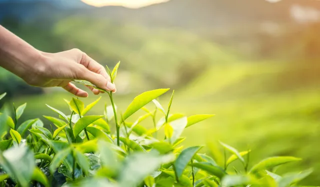 Karadeniz'de yeni sezonun ilk hasadı