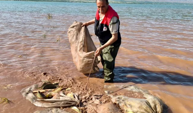 Keban Baraj Gölü'nde 700 kilo canlı sazan kurtarıldı!