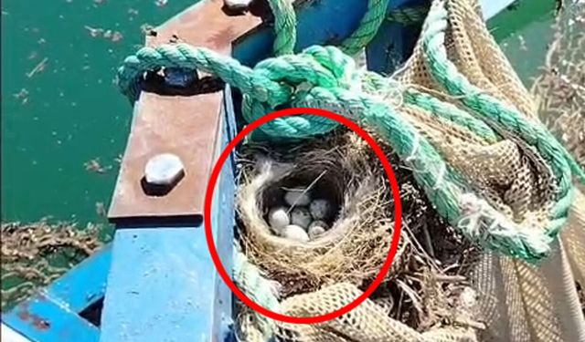 Kuş yuvasını bozmaya kıyamadı, balık ağını suya indirmedi