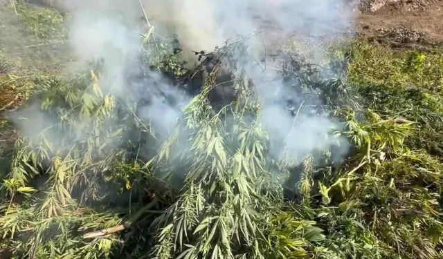 18 ilde 80 gözaltı... 1 milyonun üzerinde kenevir ve skunk bitkisine imha