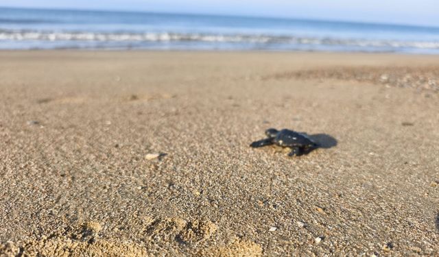 2026'nın ilk caretta yavruları denizle buluştu