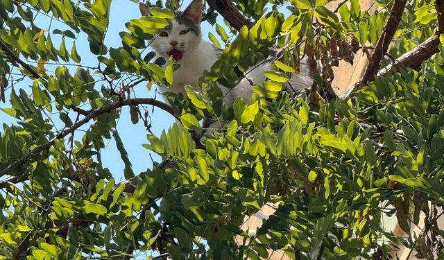 Ağaçta mahsur kalan kedi kurtarıldı