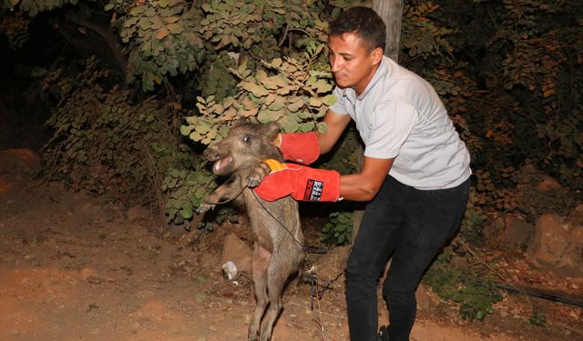 Alanya'da domuz yavrusu tedaviye alındı