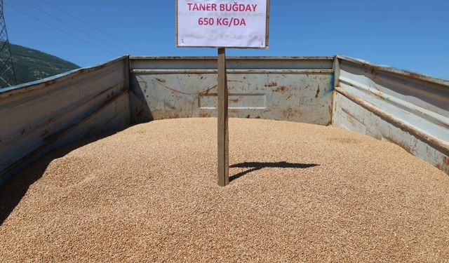 Tarla gününde ekmeklik buğday tanıtımı