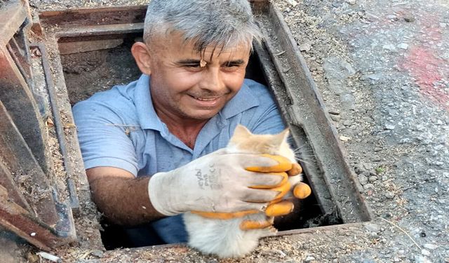 Alanya'da kanalizasyona düşen kedi kurtarıldı