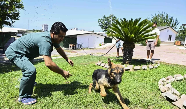 Antalya Muratpaşa'dan patili dostlara serin dokunuş