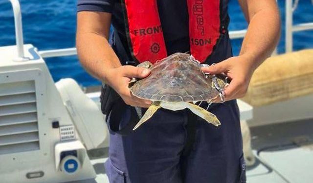 Alanya'da çuvala dolanan deniz kaplumbağası kurtarıldı
