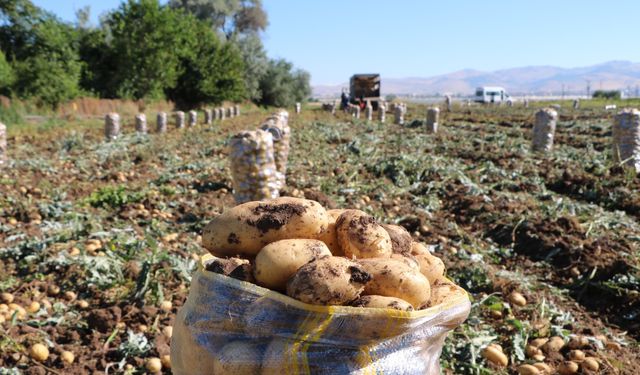 Sandıklı'da patates hasadı başladı