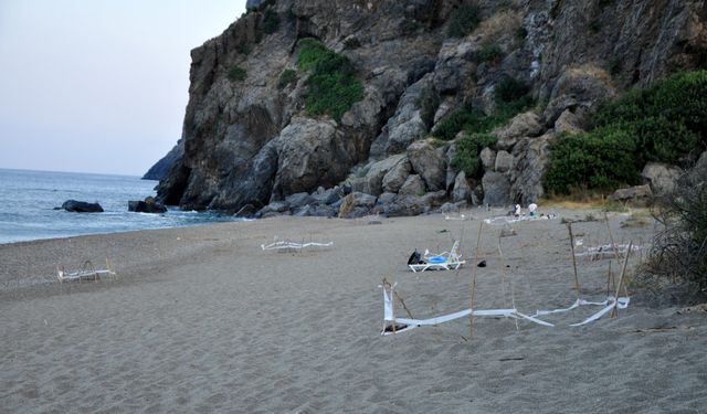 Yerleşik yabancılar deniz kaplumbağalarının gönüllü koruyucusu oldu