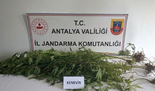 Alanya'da operasyonda 745 gram esrar ele geçirildi