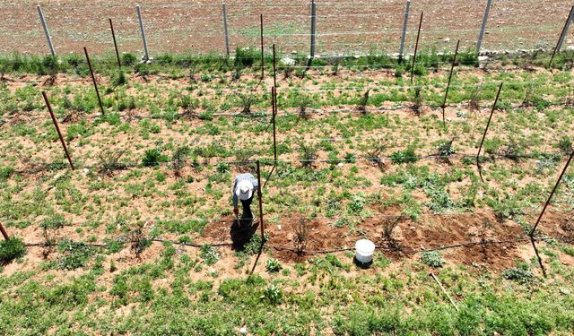 Destekler ile üretim artıyor sulama kayıpları en aza iniyor