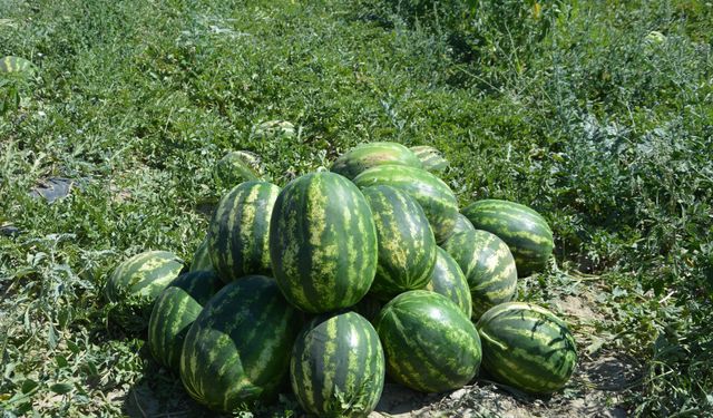 Yayla karpuzu pazardaki yerini aldı