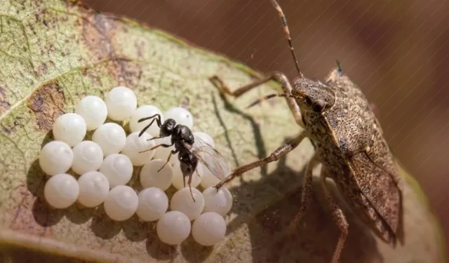 Kahverengi kokarca ile biyolojik mücadelede yeni adım