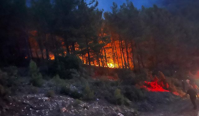 Alanya'da orman yangınında 7 dönüm zarar gördü