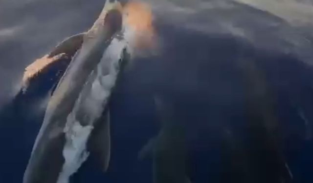 Alanya'da yunuslar tur teknesine eşlik etti
