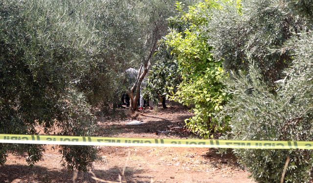 Zeytinlikte elleri arkadan bağlı cesedi bulundu