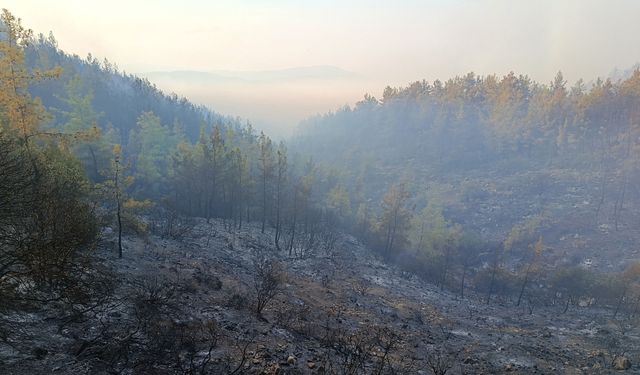 Antalya Kumluca'daki orman yangınının enerjisi düşürüldü