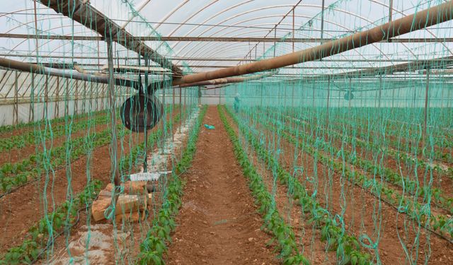 Antalya Serik'te kapya biber ekimine başlandı