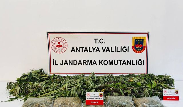 Alanya’da operasyon: Evden kenevir ve esrar çıktı