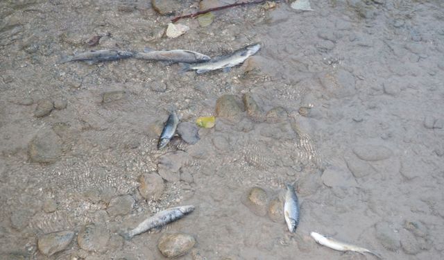 Çayda toplu balık ölümüne inceleme