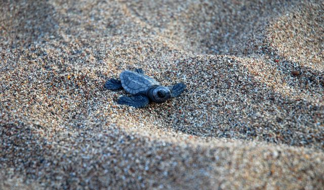 Çıralı'da son yuva açıldı; bu yıl 3 bin 458 yavru caretta caretta denizle buluştu