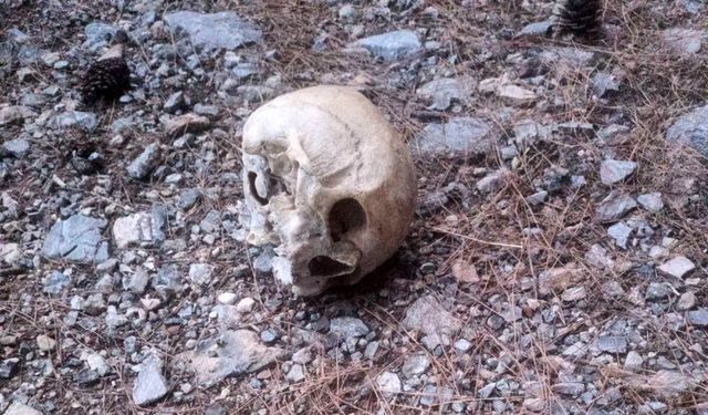 Gazipaşa'da ormanda bulunan kafatası incelemeye alındı