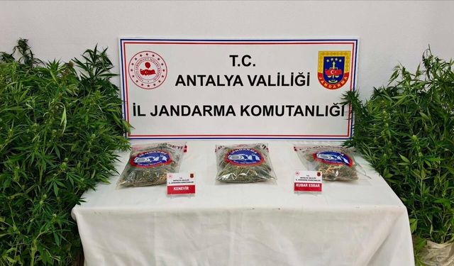 Gazipaşa’da ormanlık alanda kenevir operasyonu