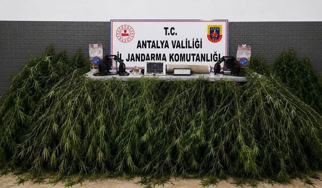 Antalya Aksu’da operasyon: Yasadışı kenevir bitkisi ele geçirildi