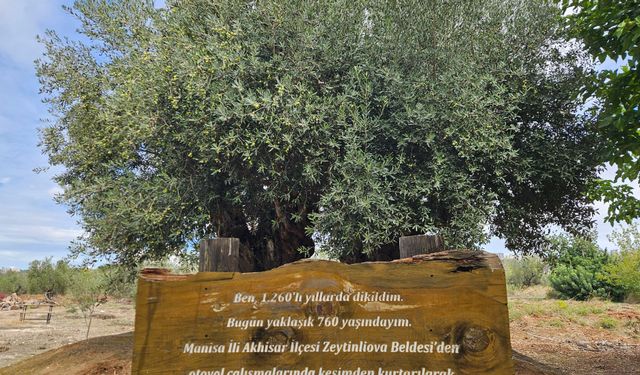 1200 yıllık ağacın tek bir zeytinini bile istiyorlar