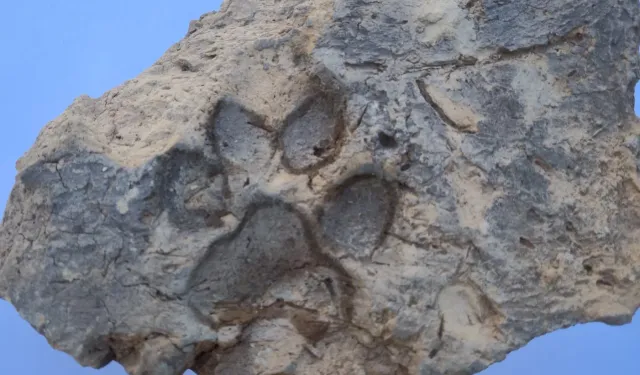 4 bin yıllık kerpiçte köpek patisi izi bulundu!