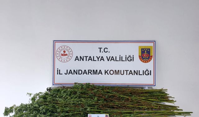 Antalya'da operasyon: 80 kök kenevir ele geçirildi