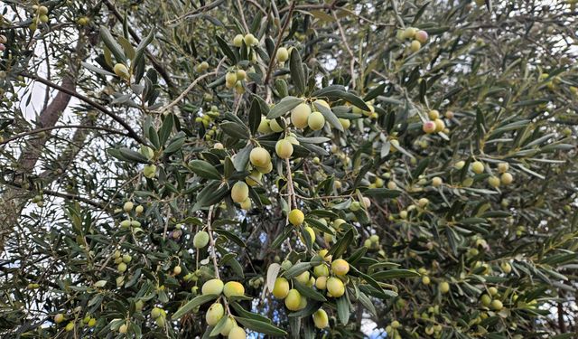 Antalya'da 'var yılı' olan zeytinde hasat zamanı