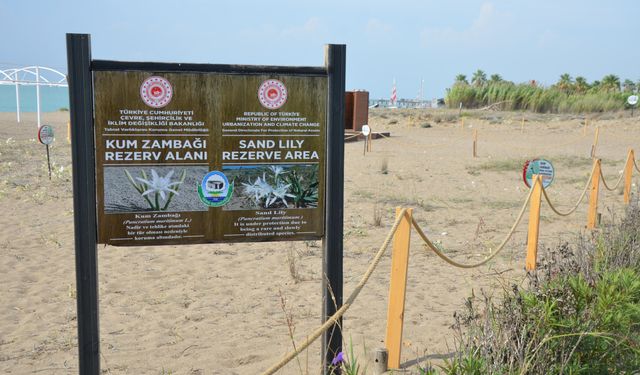 Boğazkent sahilinde kum zambakları açtı