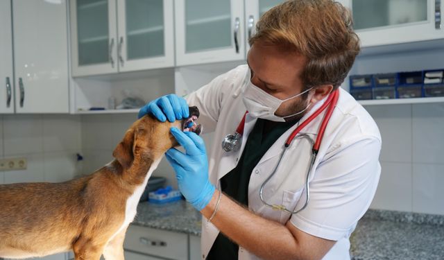 Yangında kurtarılan köpekler yuva bekliyor