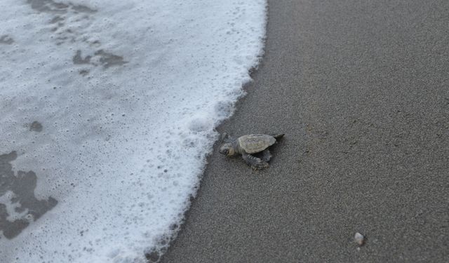 Antalya Belek kumsalında 100 bin caretta yavrusu denize ulaştı