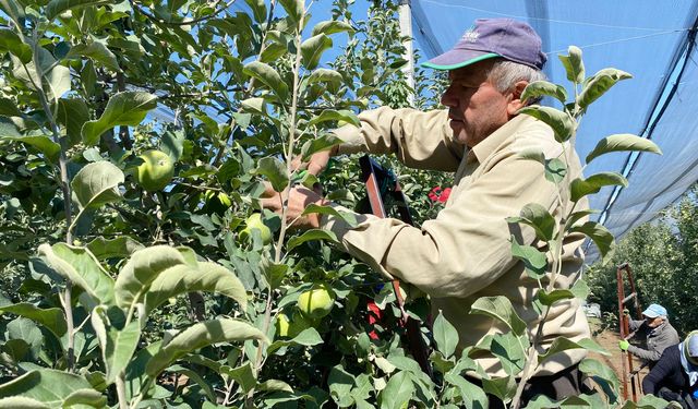 Isparta'da elma hasadı başladı; rekolte beklentisi 1 milyon 250 bin ton