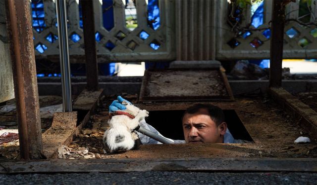 Yer altı çöp konteynerinin altına düşen yavru kediyi ekipler kurtardı