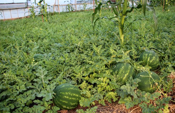 'Fiyatı sorulmayan' karpuzun hasadı başladı