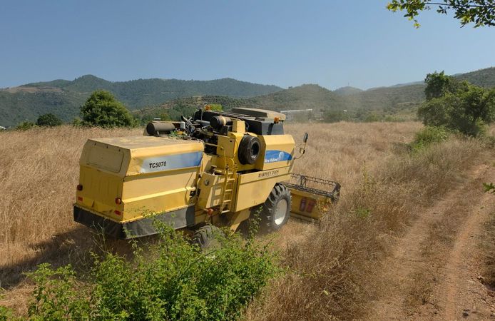 Gazipaşa'da örnek proje: Karakılçık buğdayı hasadı gerçekleştirildi