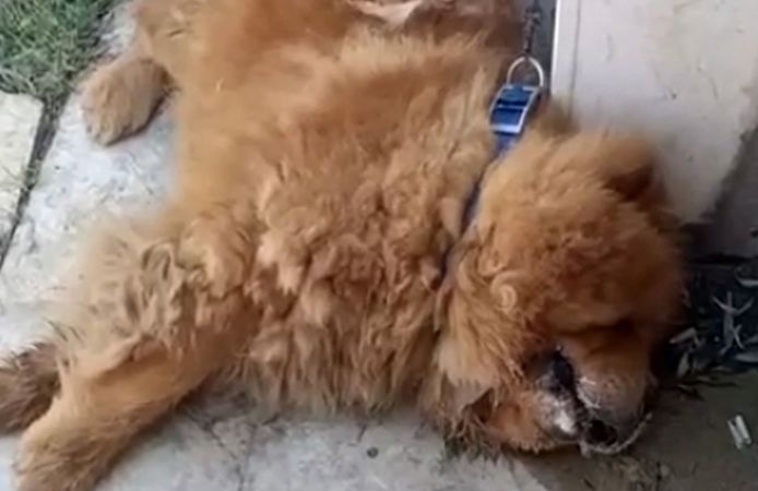Alanya'da köpeğin eziyet sonucu öldüğü iddiasına ilişkin 1 gözaltı