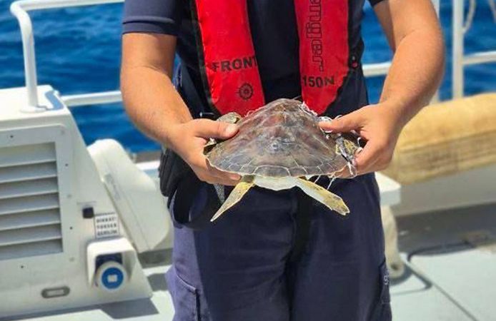 Alanya'da çuvala dolanan deniz kaplumbağası kurtarıldı