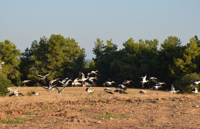 Göç yolculuğundaki leylekler tarlada mola verdi