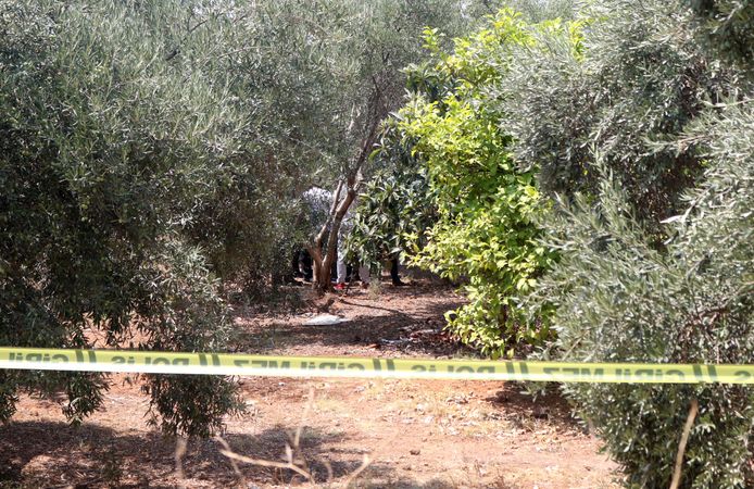 Zeytinlikte elleri arkadan bağlı cesedi bulundu