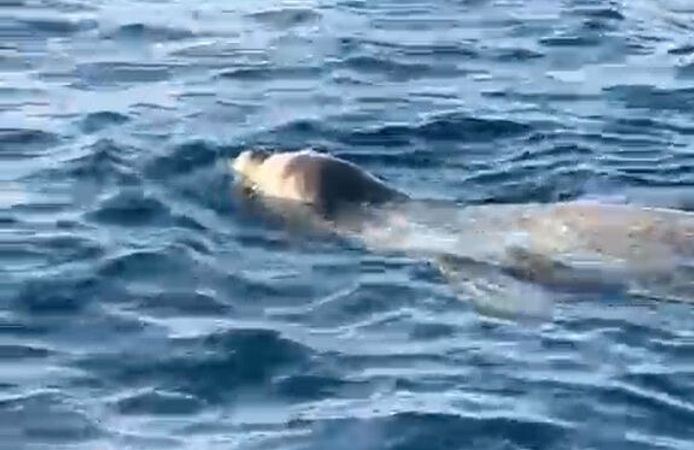 Alanya'da deniz yüzeyinde görülen fok, cep telefonu kamerasında