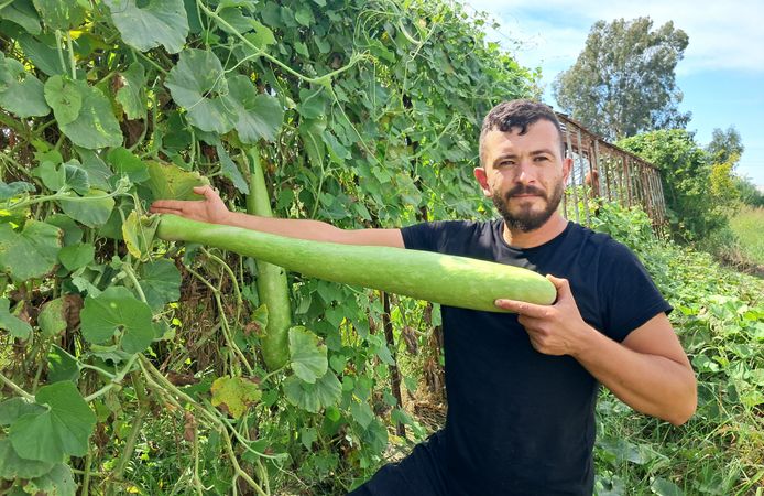 Deneme amaçlı ektiği kabakların boyu 1 metreyi aştı
