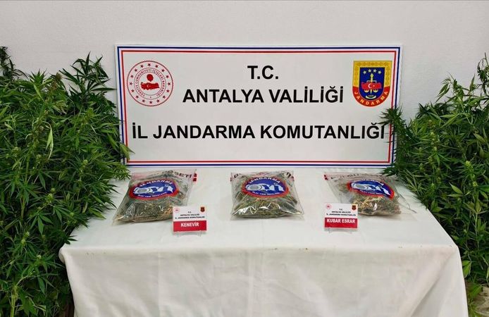Gazipaşa’da ormanlık alanda kenevir operasyonu